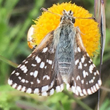 Agyllia asterodia